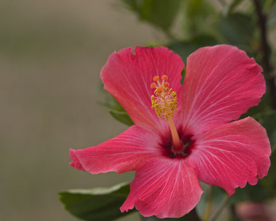 Red Hibiscus