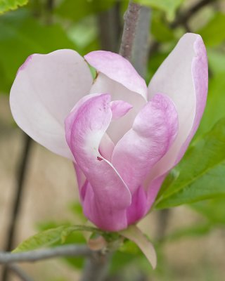 Tulip Tree Blossom
