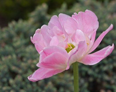 Pink Beauty