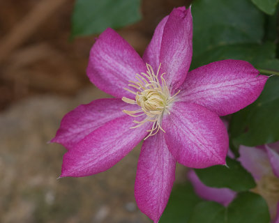 Clematis Blossom