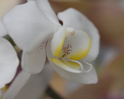 White Orchid
