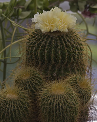 Yellow Cactus Blossom