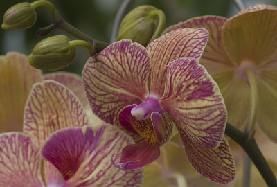 Phalaenopsis Ambo Buddah Orchid