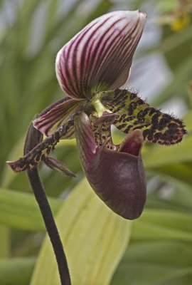 Slipper Orchid