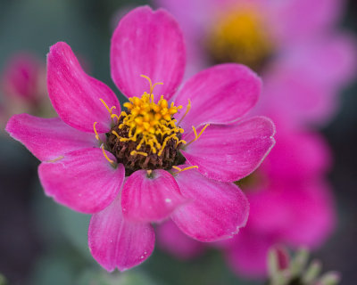 Pink Zinnias
