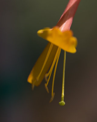 Honey Suckle Blossom