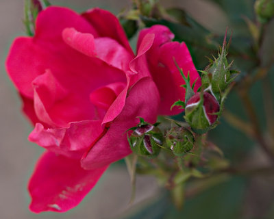 Red Rose and Buds