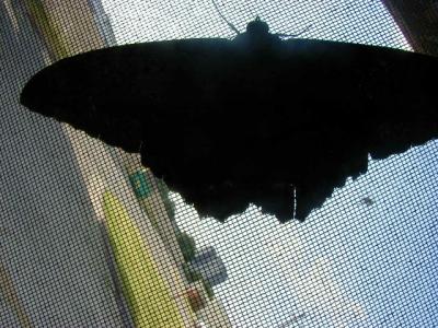 Black Witch Moth sightings