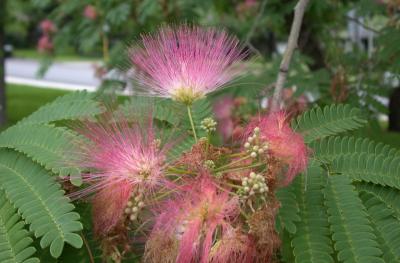 Mimosa tree on Rittiman St, 2004