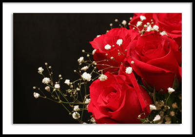 Valentines Rose - Roses