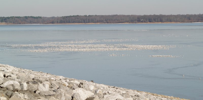 Arkabutla Gulls - 1-10-10 ice