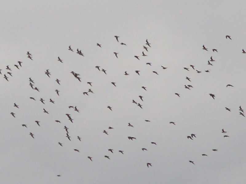 American Golden-Plover - 3-13-2010 Ensley Flight.