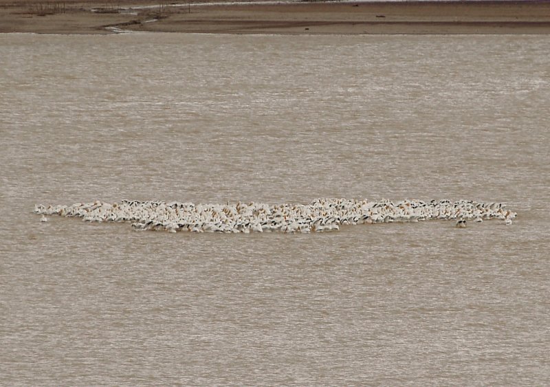 American White Pelican - 3-13-2010 feeding