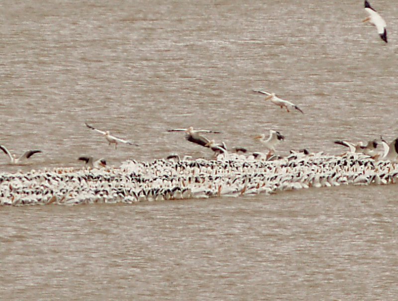 American white Pelican - 3-13-2010 feeding