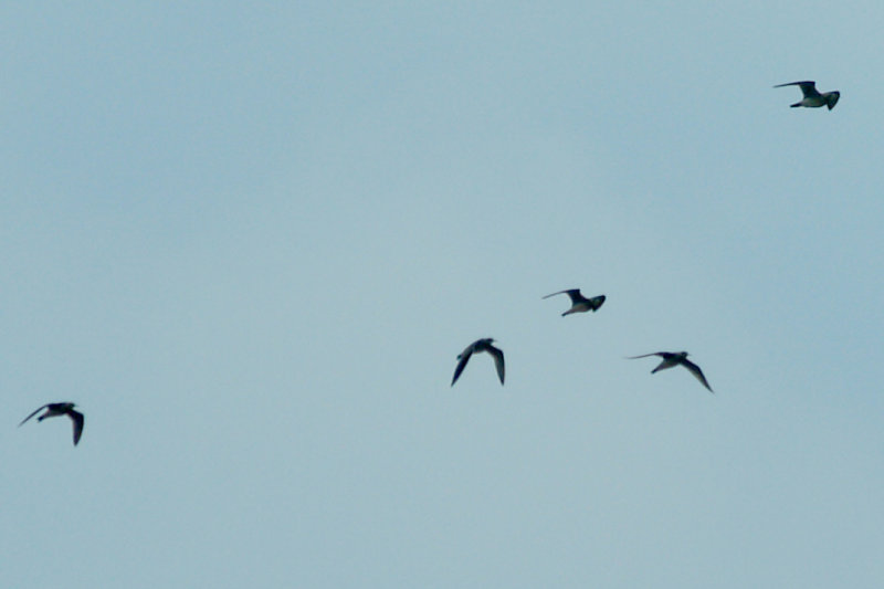 Upland Sandpiper - 4-4-2010 Crittenden Co.
