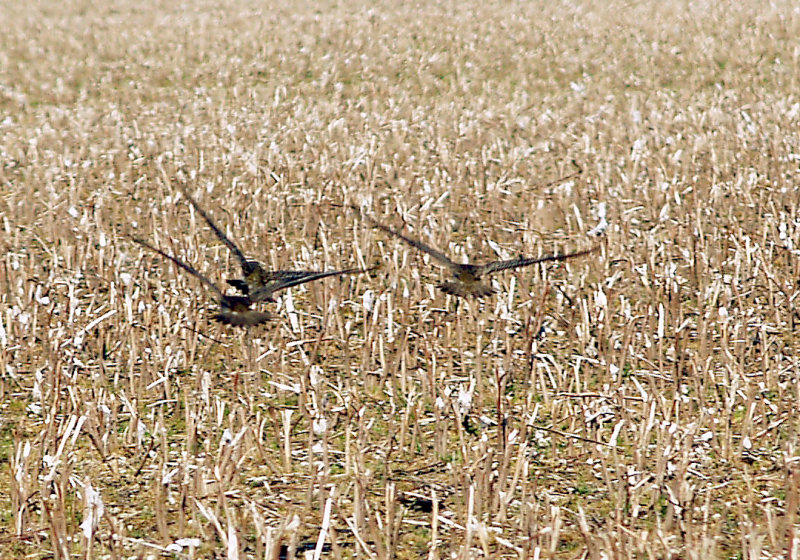 American Golden-Plover - 4-11-2010 Crittenden flushed from cotton stubble.jpg