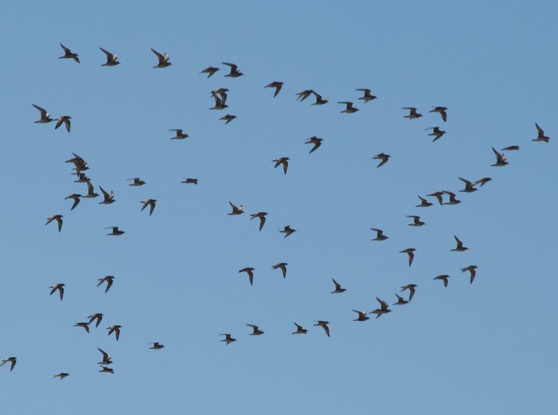 American Golden-Plover - 4-11-2010 in flight