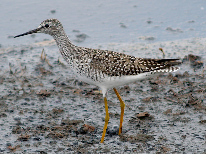 Lesser Yellowlegs - 5-2-10 Ensley