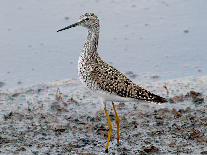 Lesser Yellowlegs - 5-2-10  On alert.