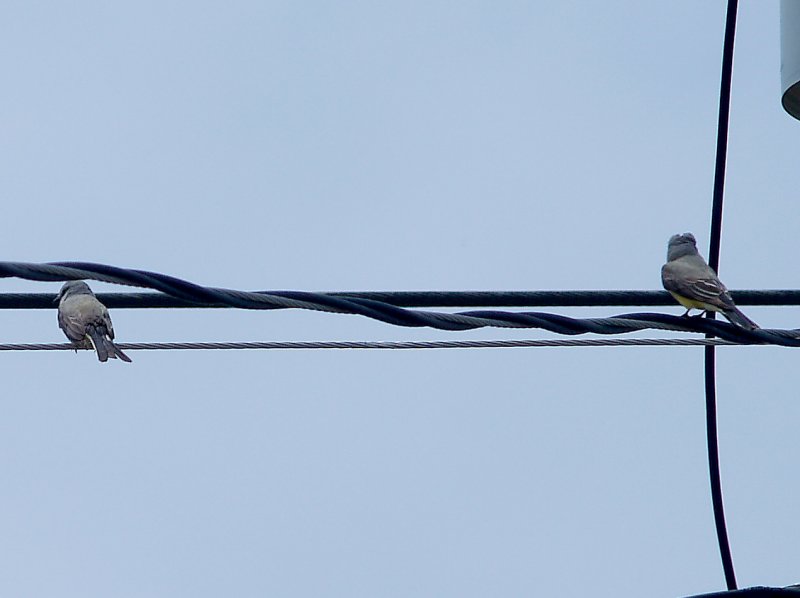 Western Kingbird - 5-15-10 - Frayser Pair mixed.