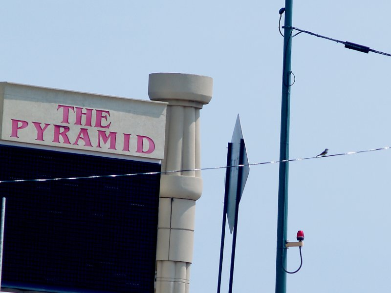Western Kingbird - at the Pyramid - Downtown Memphis.