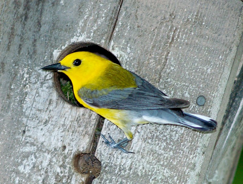 Prothonotary Warbler - 6-4-10 male at nest