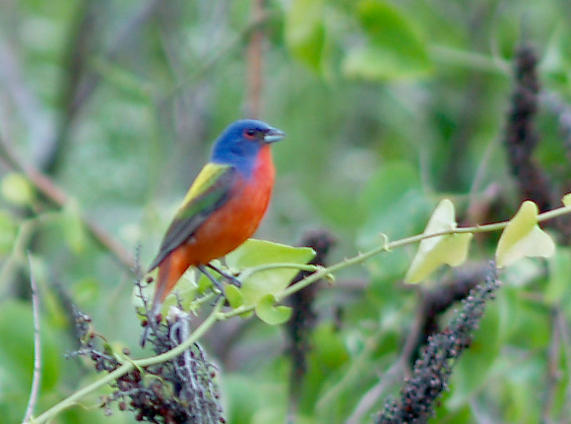Painted Bunting -  June 4, 2010