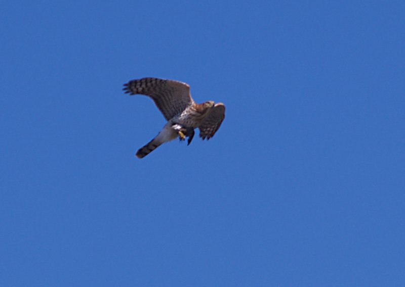 Coopers Hawk - imm. with Pectoral kill 8-26-07