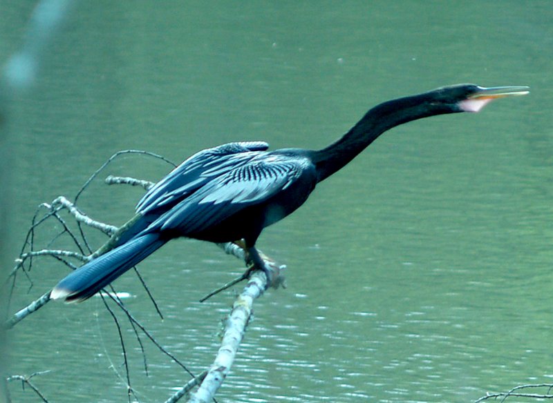 Anhinga - Haywood Co. 4-9-08 vocalizing