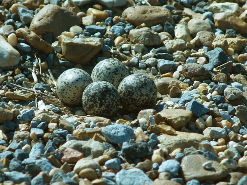 Killdeer - roadside eggs