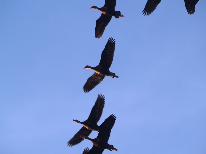 Black-bellied Whistling Duck - 5-8-08 Ensley