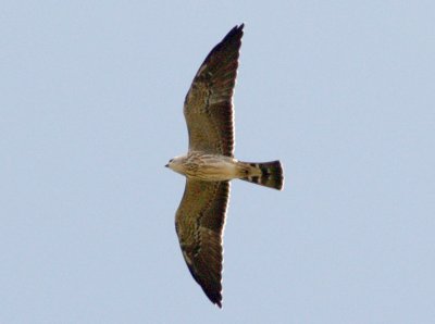 Mississippi Kite - Juvenile