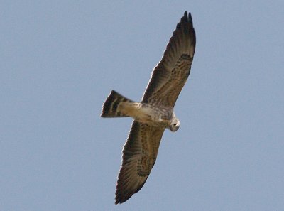 Mississippi Kite - Juvenile