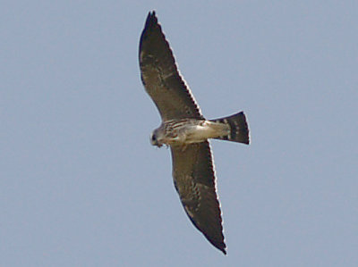 Mississippi Kite -  Juvenile eating on wing 8-17-08