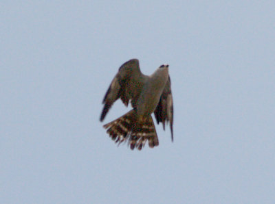 Mississippi Kite - subadult