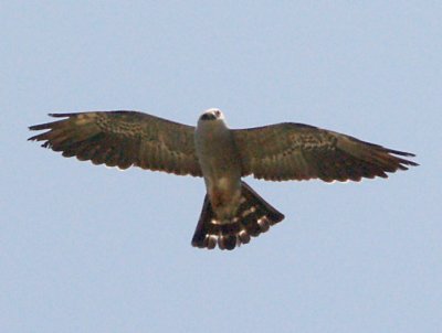 Mississippi Kite - subadult - male