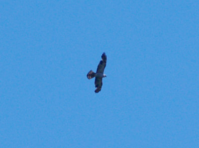 Mississippi Kite  - subadult male