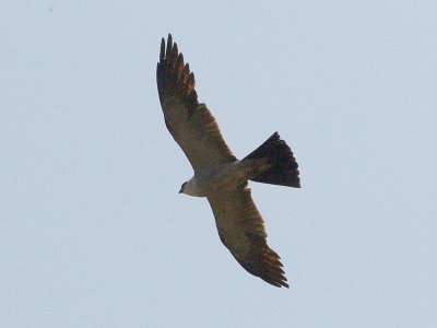 Mississippi Kite - adult male - 8-17-08 -