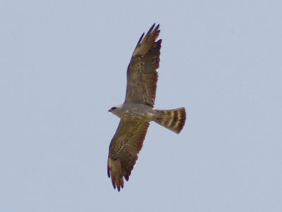 Mississippi Kite - subadult  female - 8-17-08