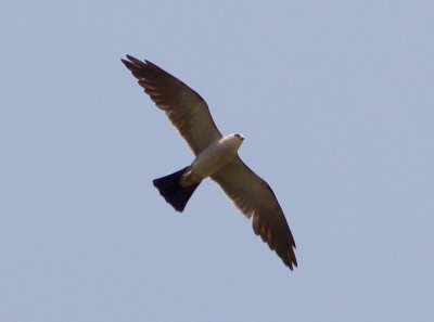 Mississippi Kite - Age and Sexing