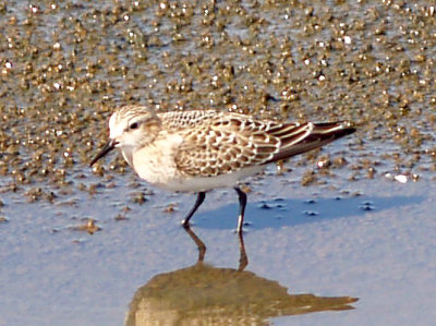 Bairds Sandpiper - 9-7-08 light Juv. Ensley