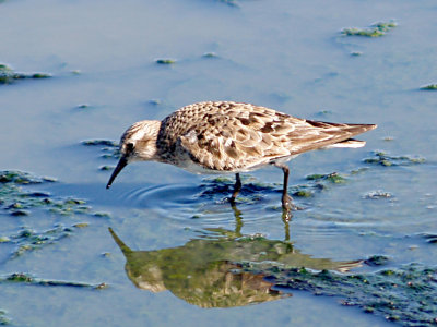 Bairds Sandpiper - 9-12-07 adult molting