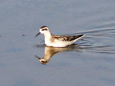 Red-necked Phalarope - 9-7-08 Juv. reflection