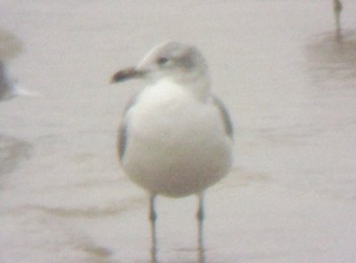 Hybrid Laughing/Ring-billed Gull - Tunica Co. and DeSoto Co. Mississippi