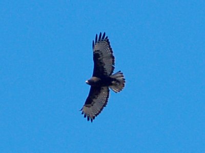 Red-tailed Hawk - 1-31-09 Dark Morph Harlan's
