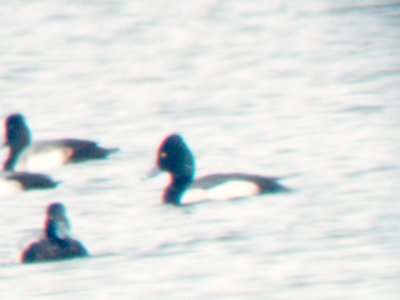 Ring-necked - Greater Scaup - Hybrid