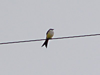 Western Kingbird - hybrid female 5-3-09 Frayser