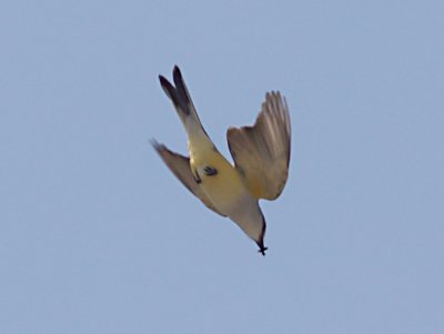 Western Kingbird - Scissor-t Hybrid fly catching