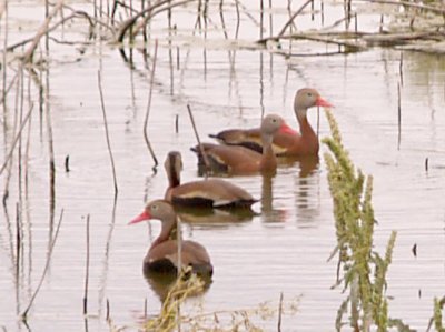 Black-bellied Whistling Duck - 5-28-09 Ensley