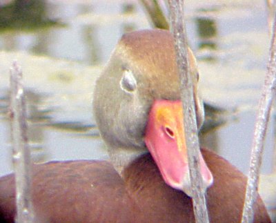 Black-bellied Whistling Duck - 5-28-09